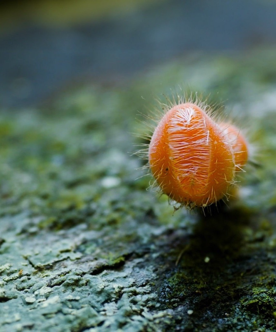 This image shows something orange and green as part of the junglekeeper film.jpg